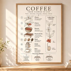 May include: A framed educational poster titled COFFEE FROM FLOWER TO CUP, featuring numbered illustrations of the coffee production process from flower to brew, alongside a diagram of coffee plant anatomy and various processing methods.