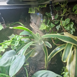 May include: A close-up of a terrarium containing a variety of green plants, including a bromeliad, a pothos, and a fern. The terrarium is being misted with a fine spray of water.