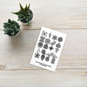 Ansichtkaart Botanische kunst – Zeeleven en natuurprints – A6-formaat – 2+ gratis verzending binnen het VK