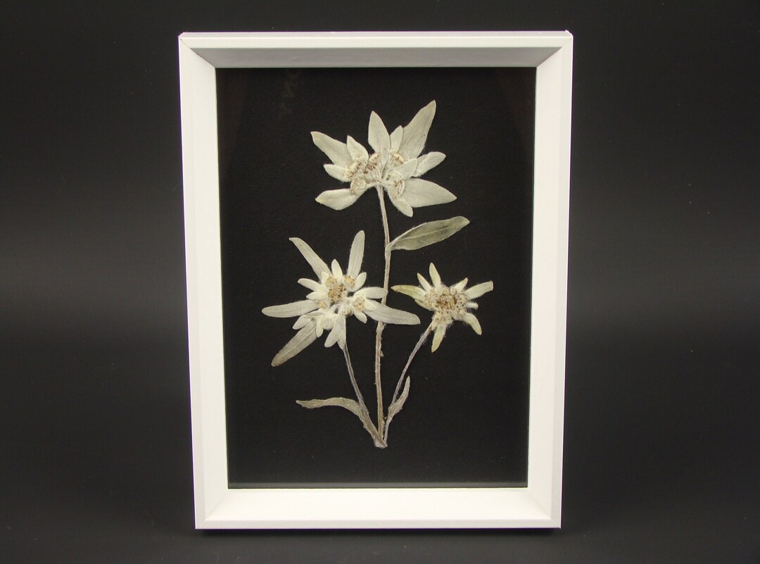Framed Genuine Dried Edelweiss Flowers White Alpine Flowers Etsy Canada