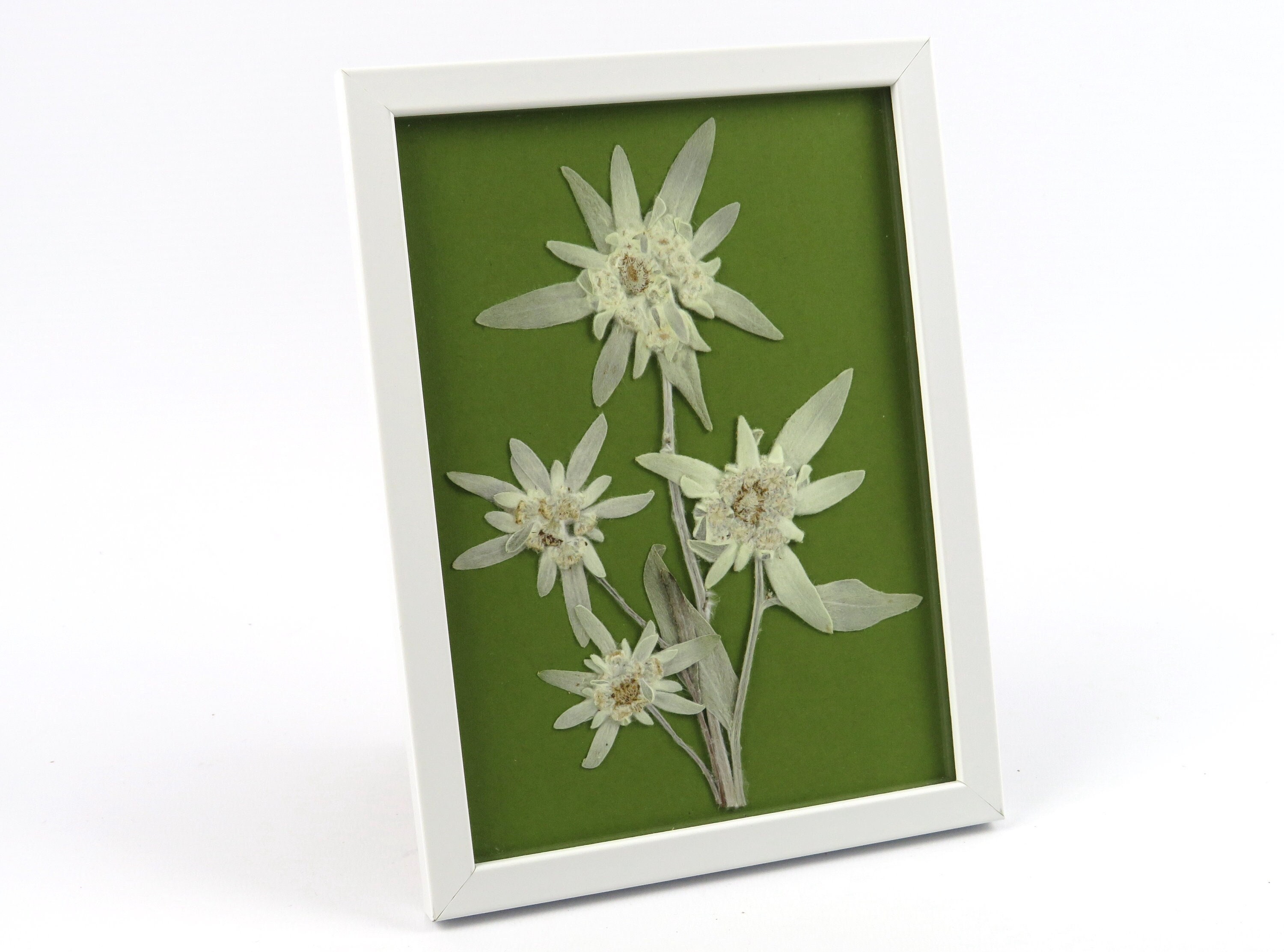 Preserved edelweiss - Etsy France
