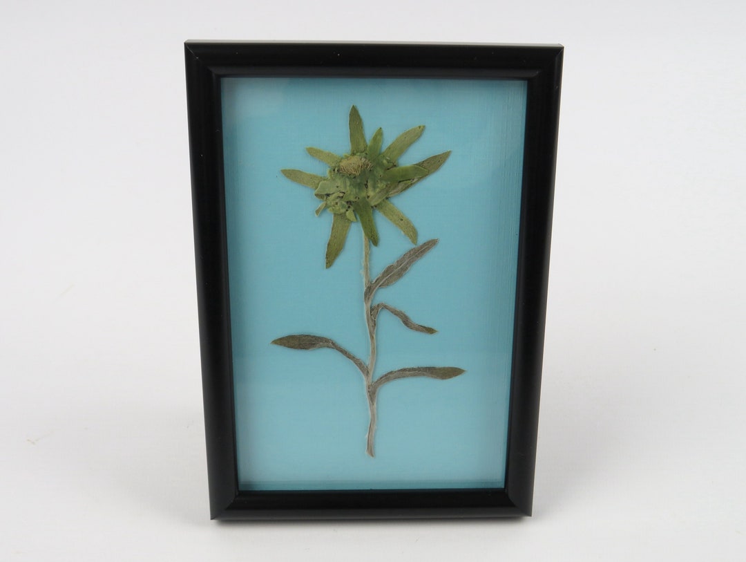 Framed Genuine Dried Edelweiss Flower White Alpine Flowers Etsy