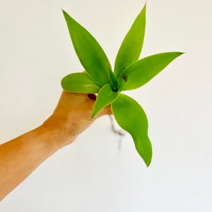 Agave Attenuata (Fox tail agave, Swan neck agave)