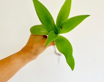 Agave Attenuata, Fox Tail Agave, 6" Potted Plant