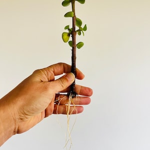 Plante succulente Portulacaria Elephant Bush