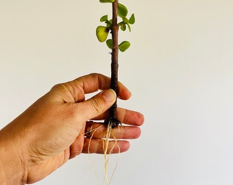 Portulacaria  Elephant Bush Succulent Plant
