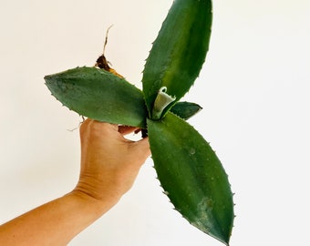 Blue Agave Plant, Agave tequilana, tequila agave, bare root, live plant, large succulent 6 inches