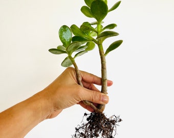 Crassula Ovata Jade Plant, Lucky Money Tree Succulent (6x5")