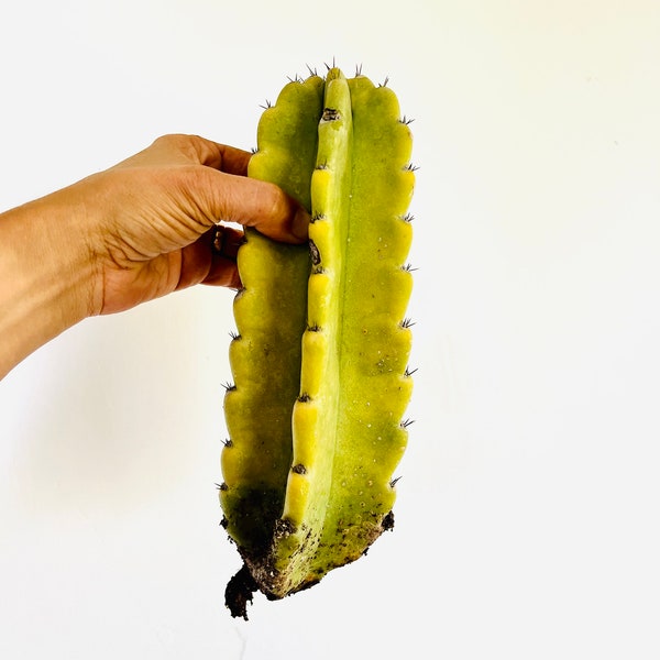 Giant Cactus | Cereus Peruvianus CUTTINGS | The Low Maintenance King