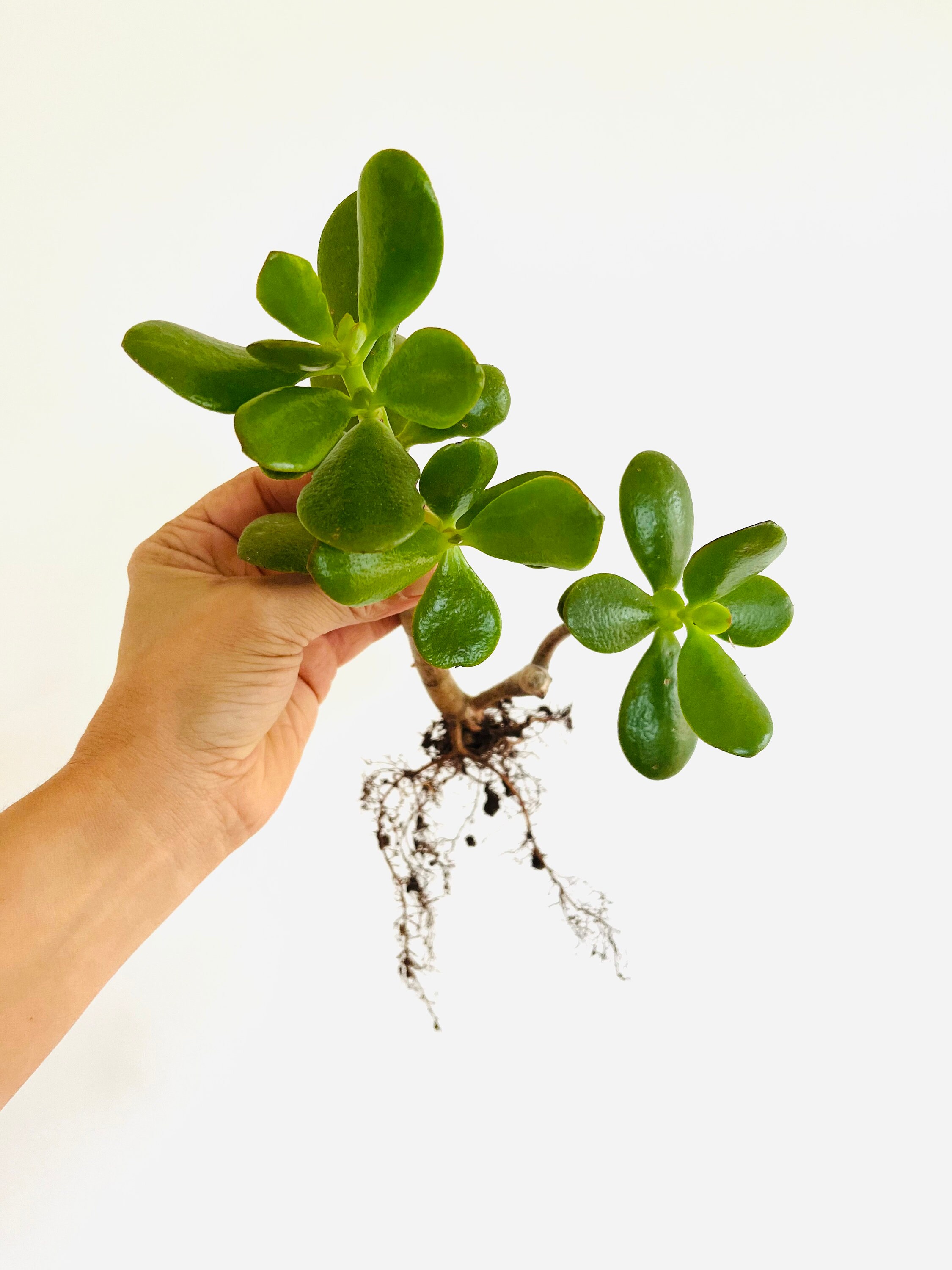 Crassula Ovata, Jade Plant, Lucky Plant, Money Plant or Money Tree