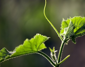 Classic Cucumber -NON GMO- Safe Seed Pledge