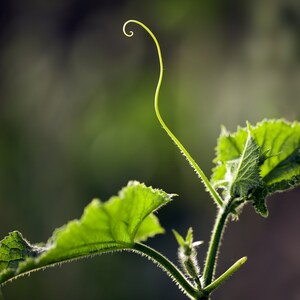 Classic Cucumber -NON GMO- Safe Seed Pledge