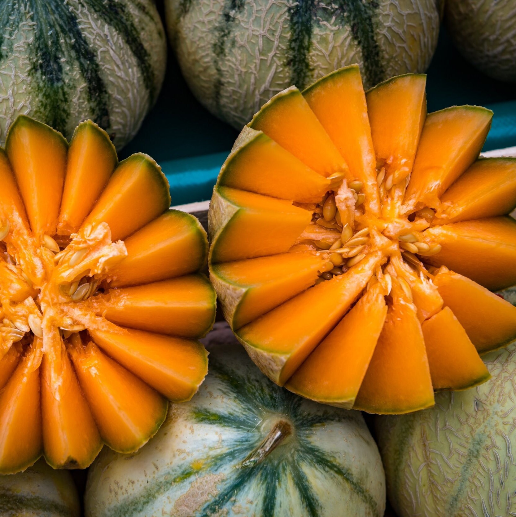 RARE French Melon NON GMO Safe Seed Pledge Etsy