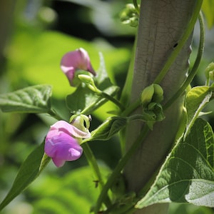 MAGIC Beans -NON GMO- Safe Seed Pledge - Pole Bean