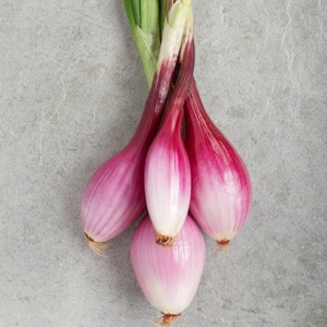 NERO SHALLOT Sets - Non-Gmo Bulbs, Garden Seed Shallots - Traditional Round  Shape, Fresh Multiplier Onions
