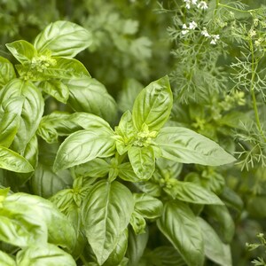 Peut inclure: Gros plan sur un plant de basilic vert luxuriant avec des feuilles vibrantes et de petites fleurs blanches en boutons.
