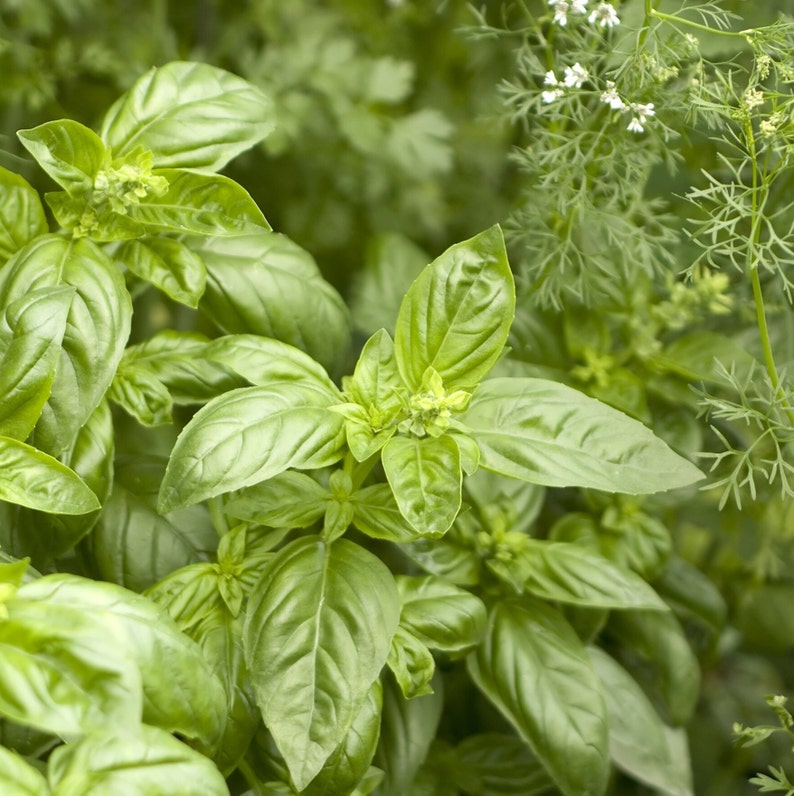 Peut inclure: Gros plan sur un plant de basilic vert luxuriant avec des feuilles vibrantes et de petites fleurs blanches en boutons.