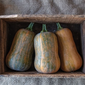 Chef&#39;s Butternut Squash -NON GMO- Safe Seed Pledge