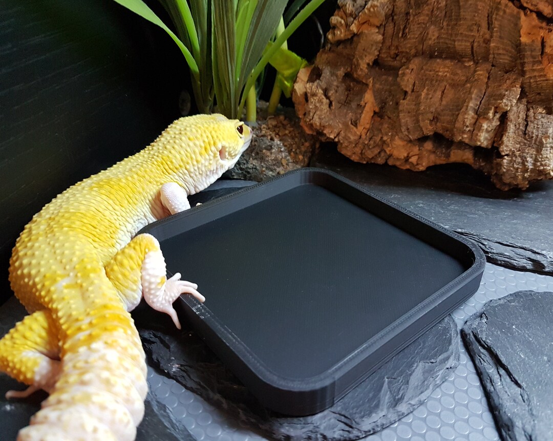 Leopard Gecko Litter Tray Etsy