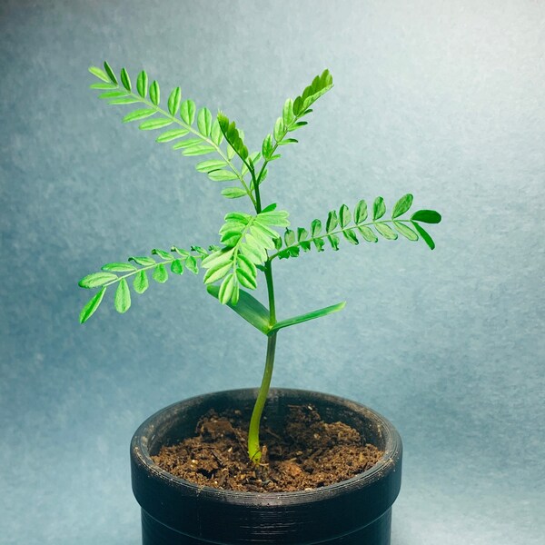 Bonsai Starter: Honey Locust Tree