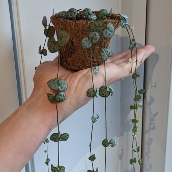 String of Hearts (Ceropegia linearis woodii)