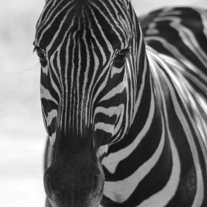 Zebra Print, Wildlife Photography Fine Art, Canvas Wall Art, Animal Lover Gift, Zebra Large Wall Art, Safari Animal Photography