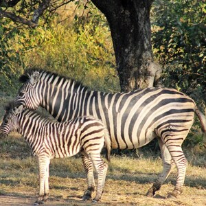Zebra Print Wall Art Wildlife Photography Print Wildlife Photo on Canvas Wall Art Nature Wall Art Safari Wall Art