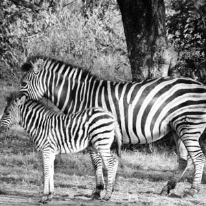 Zebra Print Wall Art Wildlife Photography Print Wildlife Photo on Canvas Wall Art Nature Wall Art Safari Wall Art