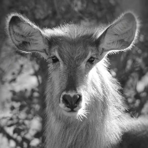 Wildlife Photography Canvas Wall Art Nature Lovers Print Large Fine Art Print Nature Wall Art Black and White Art FineArt