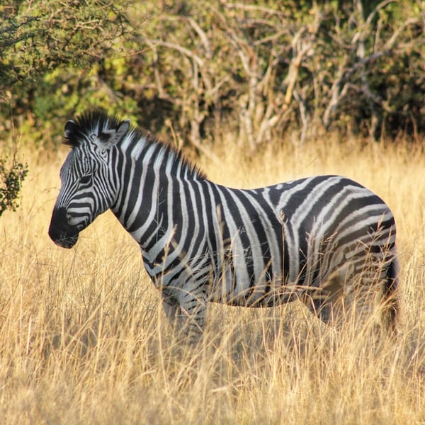 Zebra Wall Art Zebra Print Wildlife Photography Prints Safari Wall Art Wildlife Photography Prints