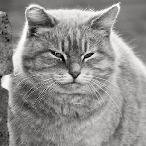 Cat Wall Art Print Cat Art Cat Canvas Art