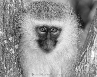 Monkey Wildlife Photography Print Nature Photography Prints Fine Art Print Nature Prints on Canvas