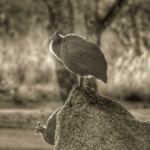 Bird Wall Art  Bird Lover Gift  Bird Photography African Tarantaal Wildlife Photography, Fine Art Print, Nature Wall Art