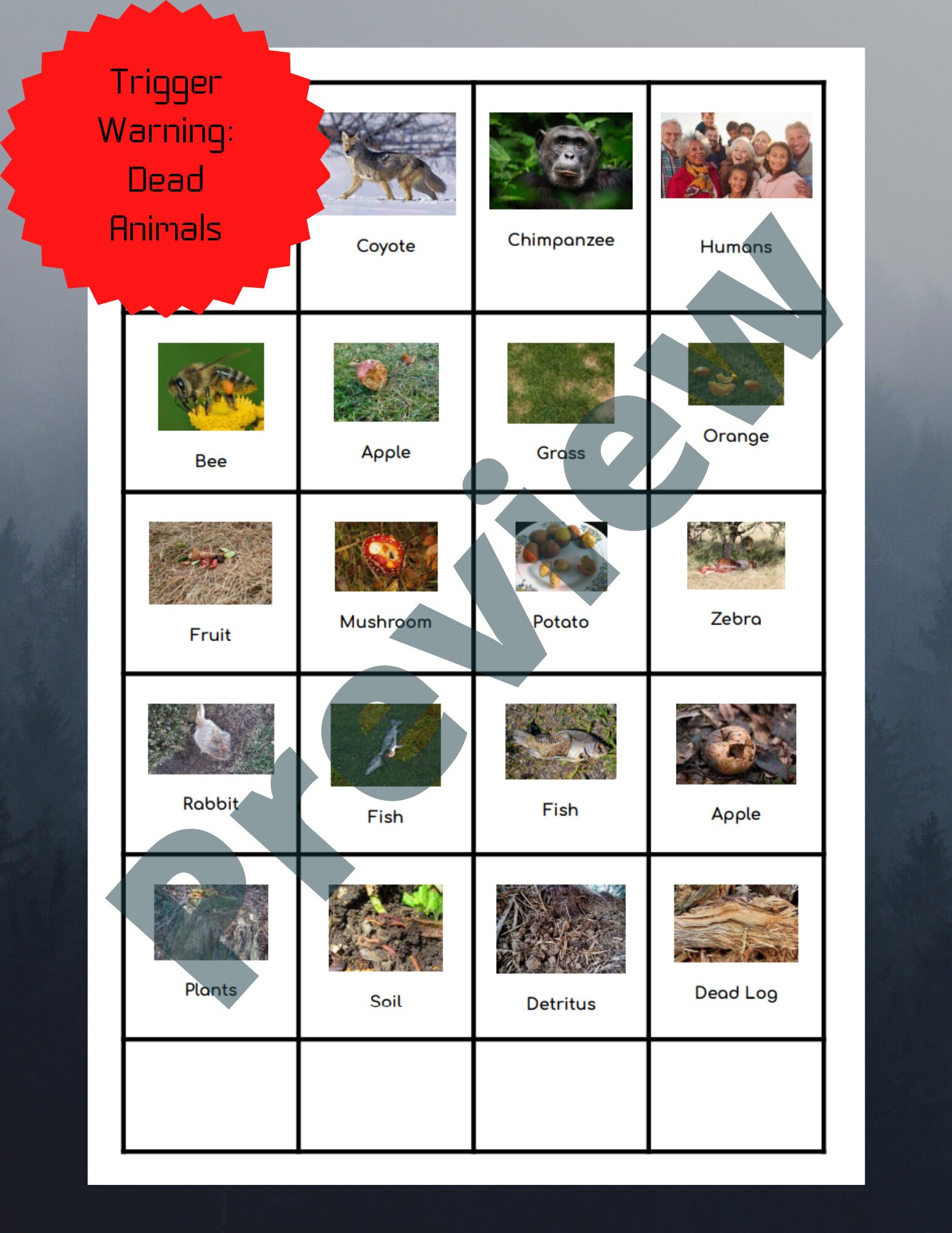 Food Chain Food Web Scavenger Hunt Environmental Science Biology Diagrams