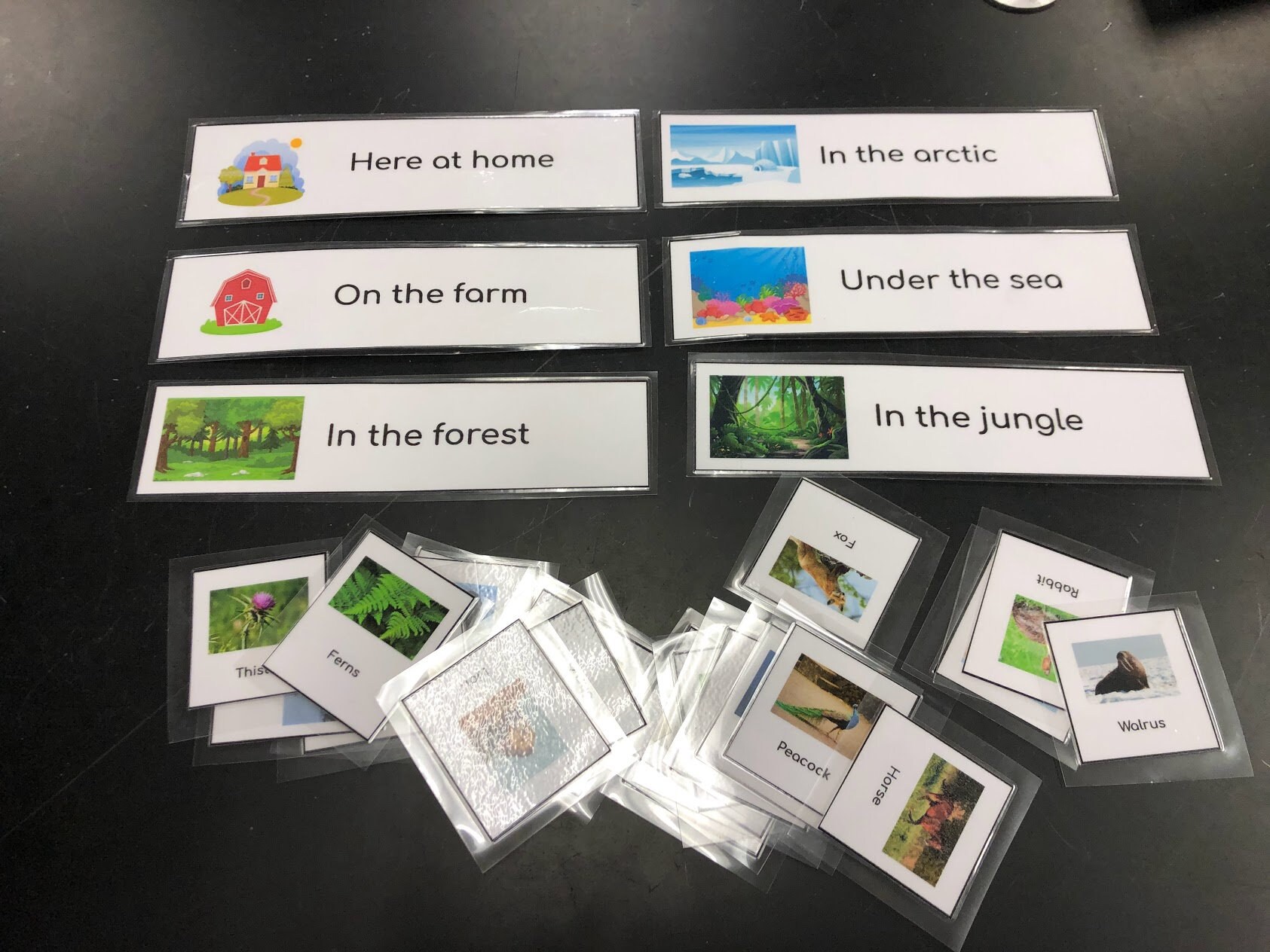 Food Chain Food Web Scavenger Hunt Environmental Science Biology Diagrams