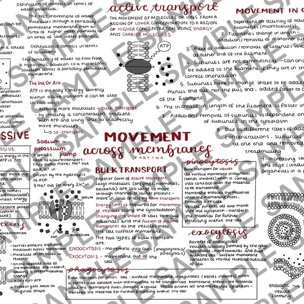 OCR A-level Biology Summary Notes Topic Overview Movement Across Membranes PART TWO