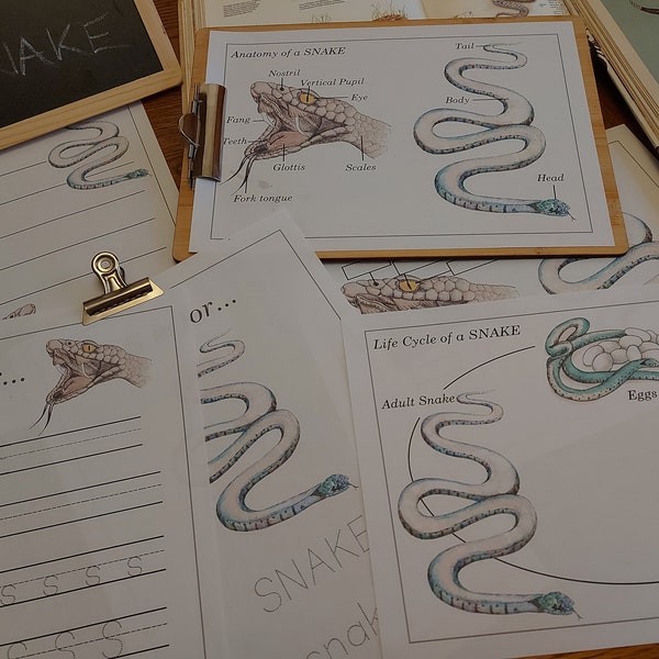 Snake Unit Study, Life Cycle, Anatomy, nature worksheets INSTANT DOWNLOAD