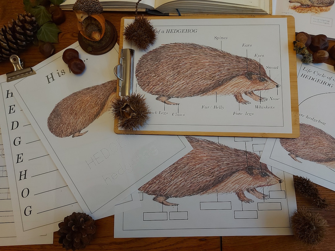 Hedgehog Unit Study, Life Cycle, Anatomy, Nature Printables, INSTANT ...