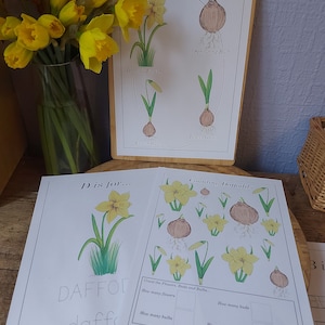Daffodil Life Cycle | Nature Study | Spring Plants | Montessori | Charlotte Mason | Digital Download