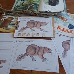 Beaver Anatomy | Home School Resource | Montessori | Handwriting worksheets