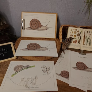 Może przedstawiać: Edukacyjne materiały do druku o tematyce ślimaków. Zawiera diagramy anatomii ślimaka, cyklu życia i strony do nauki alfabetu. Mała tablica mówi "SNAIL UNIT". Widoczna jest również książka i szyszka.