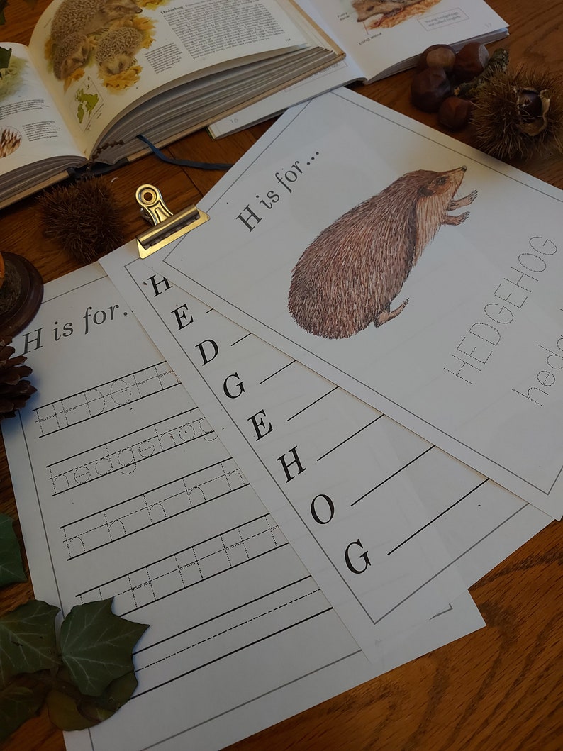 Hedgehog Unit Study, Life Cycle, Anatomy, Nature Printables, INSTANT ...