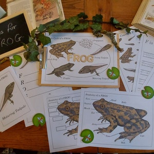 Frog Unit Study, Life Cycle, Anatomy, Nature Printables, INSTANT DOWNLOAD