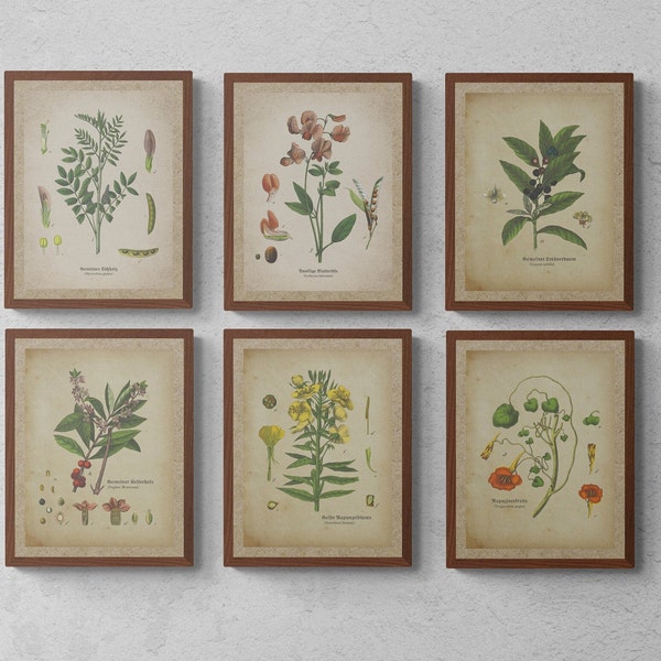 Vintage Botanical Prints Set of 6, vintage printable wall art, Home Decor, Digital Wall Decor, instant download, digital download