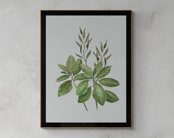 Laurel Plant Print, Botanical Wall Art (Digital Download)