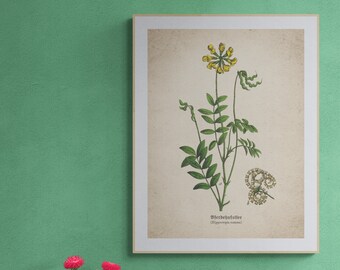 Vintage Hippocrepis Comosa Botanical Print, Watercolor Floral Art (Digital Download)