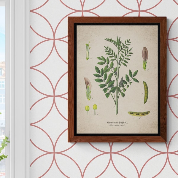 Vintage Botanical Prints, Licorice plant, Wall Printable Art, Home Decor, Houseplant Paintings, Plant Posters, Leaf Prints, Digital download