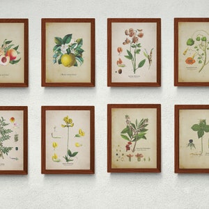 Ensemble de 8, art botanique vintage, art mural imprimable vintage, ensemble de mur imprimable, téléchargement instantané, téléchargement numérique