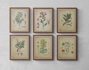 Vintage Botanical Prints Set of 6, vintage printable wall art, Home Decor, Digital Wall Decor, instant download, digital download