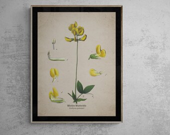 Vintage botanical prints: Vibrant greenery Lathyrus pratensis, Perfect for nature lovers and greenery enthusiasts,Digital Download Print